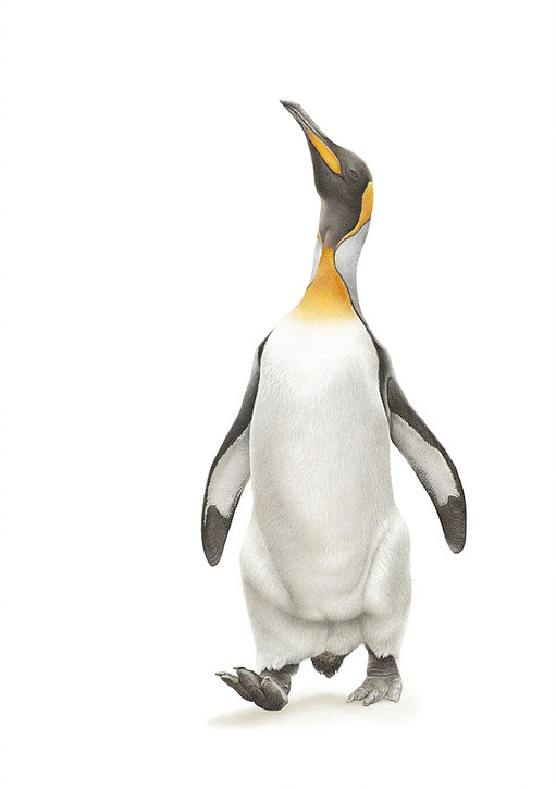 King Penguin